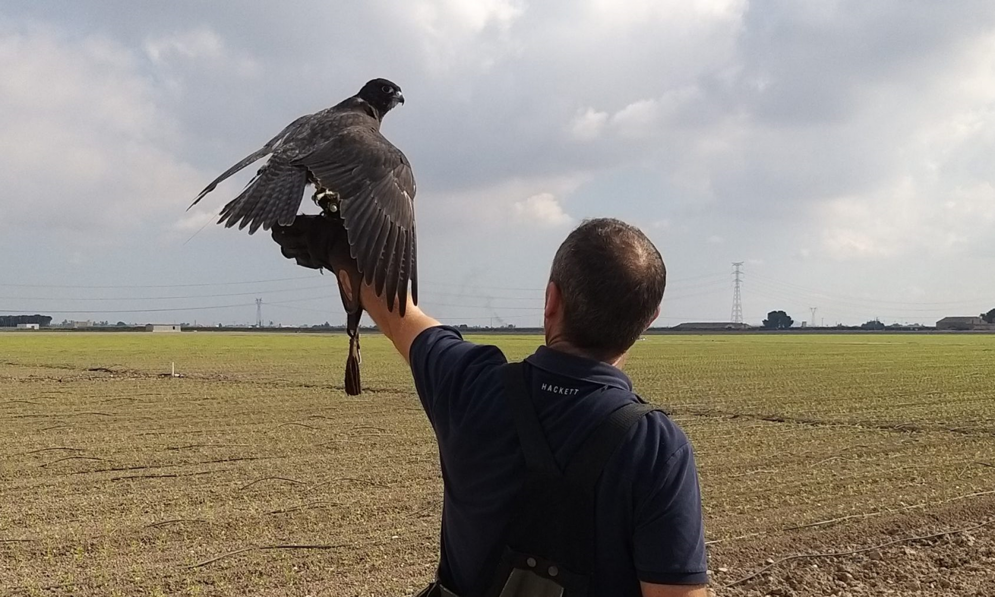 Falconry